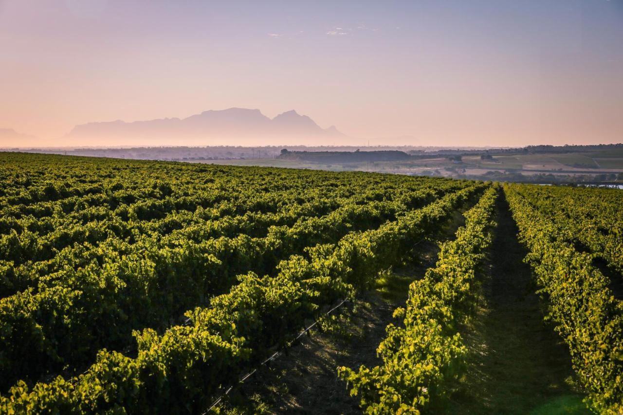 Lyngrove Wines & Guesthouse Stellenbosch Ngoại thất bức ảnh
